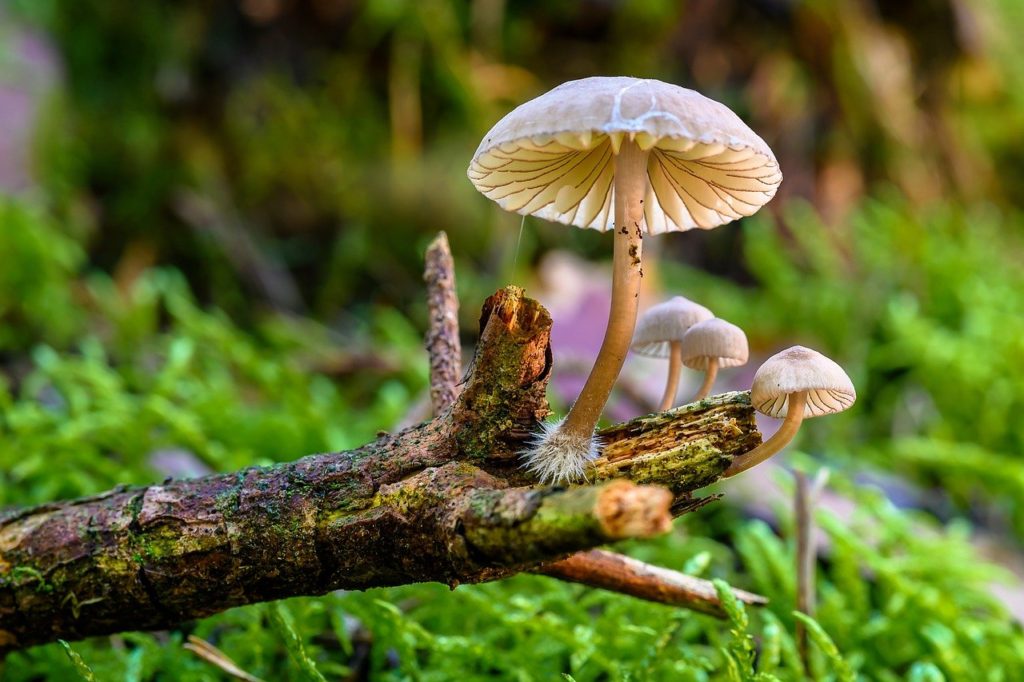 mushrooms, helmling, fungal science-6665115.jpg